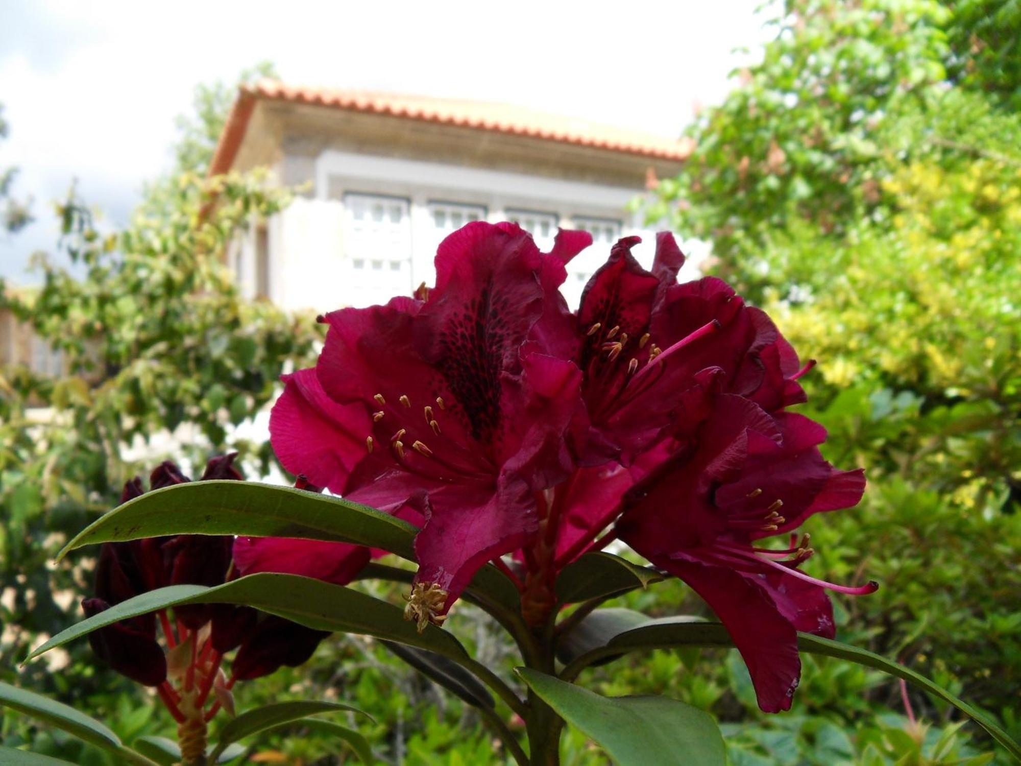Quinta Do Bento Novo - Casa De Campo - Turismo Rural Viana do Castelo Exteriér fotografie